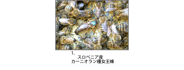 カーニオラン女王